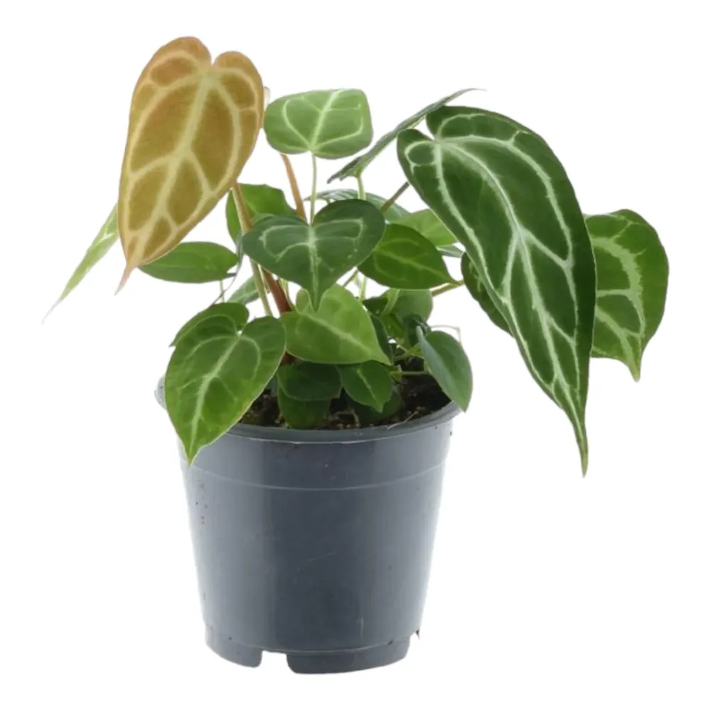 Anthurium Crystallinum