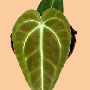 Anthurium Regale