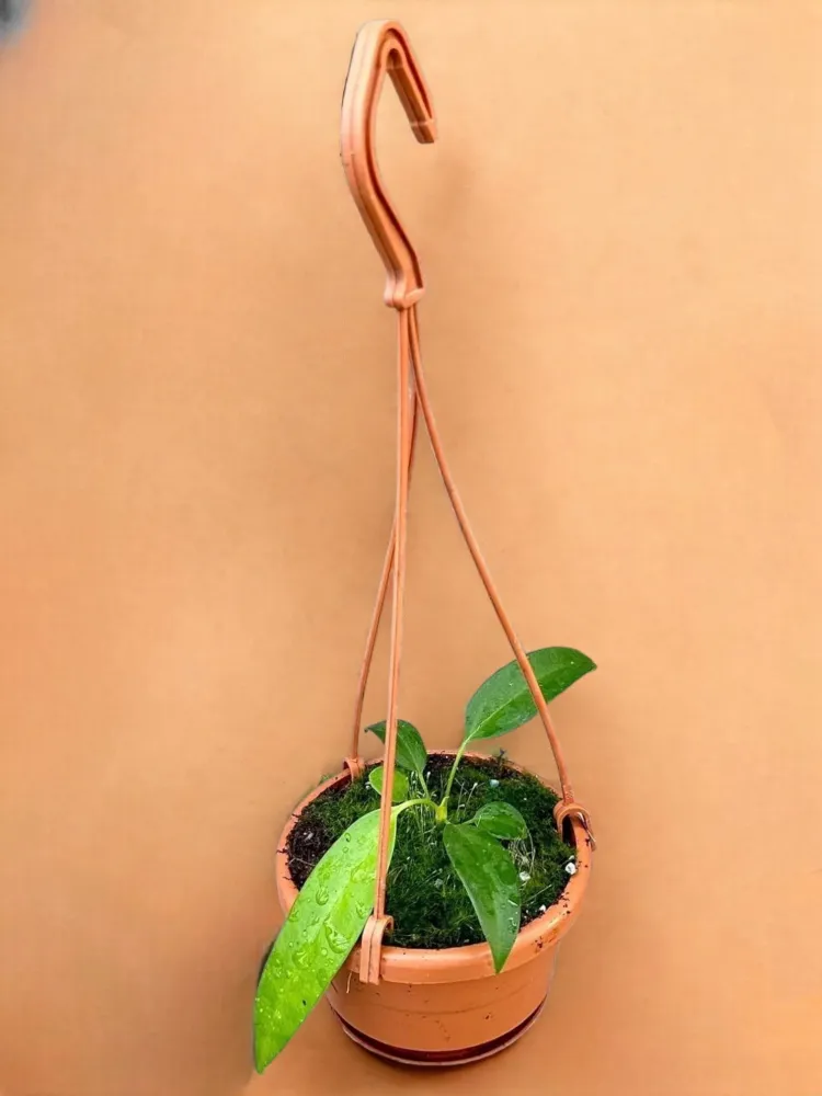 Anthurium Wendlingeri
