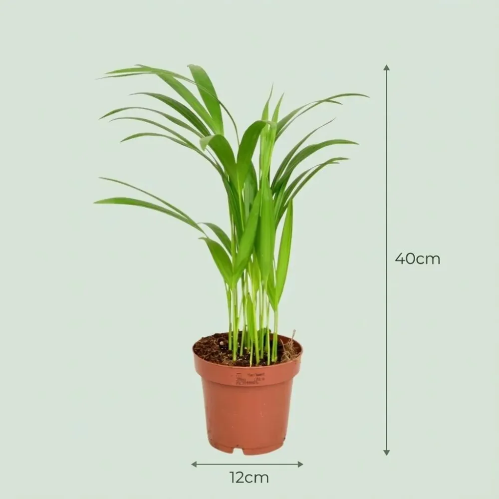 Areca Dypsis Lutescens