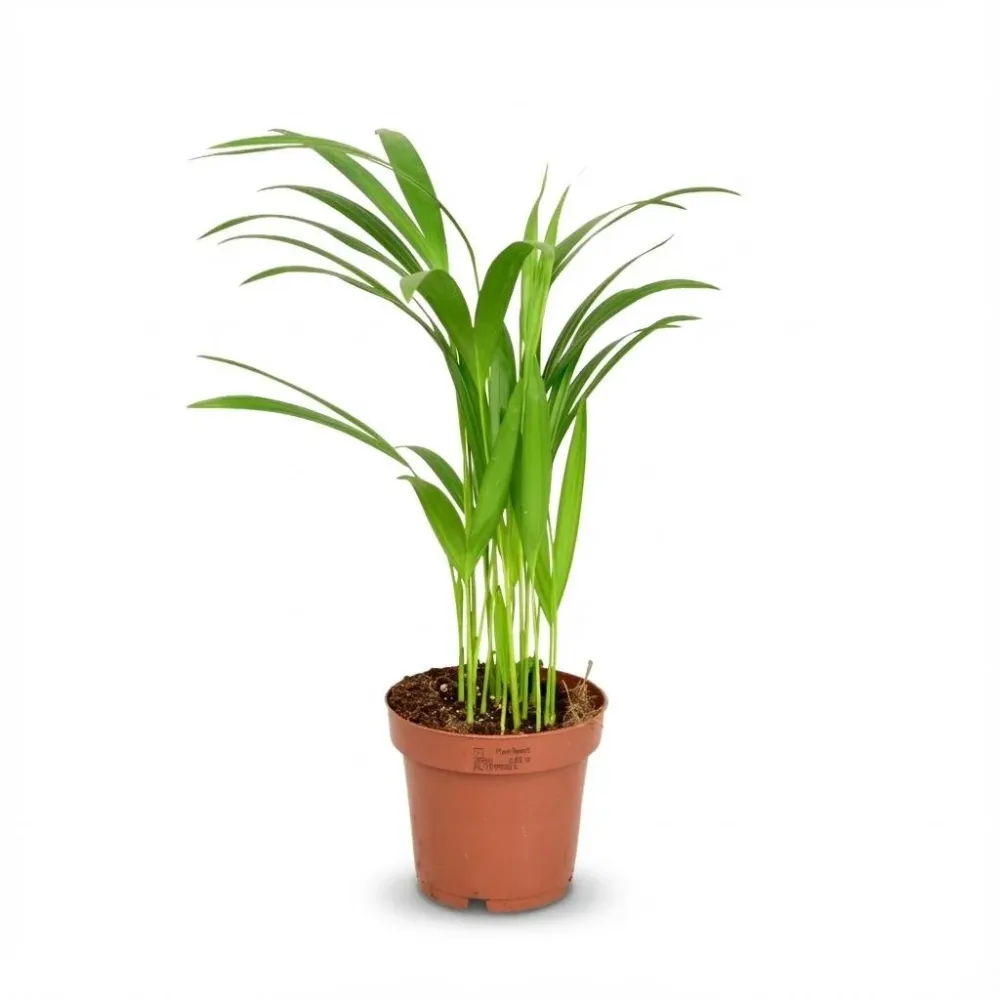 Areca Dypsis Lutescens