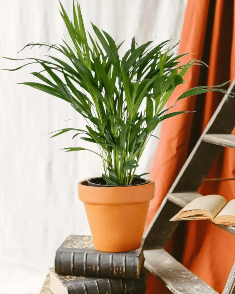 Areca palm