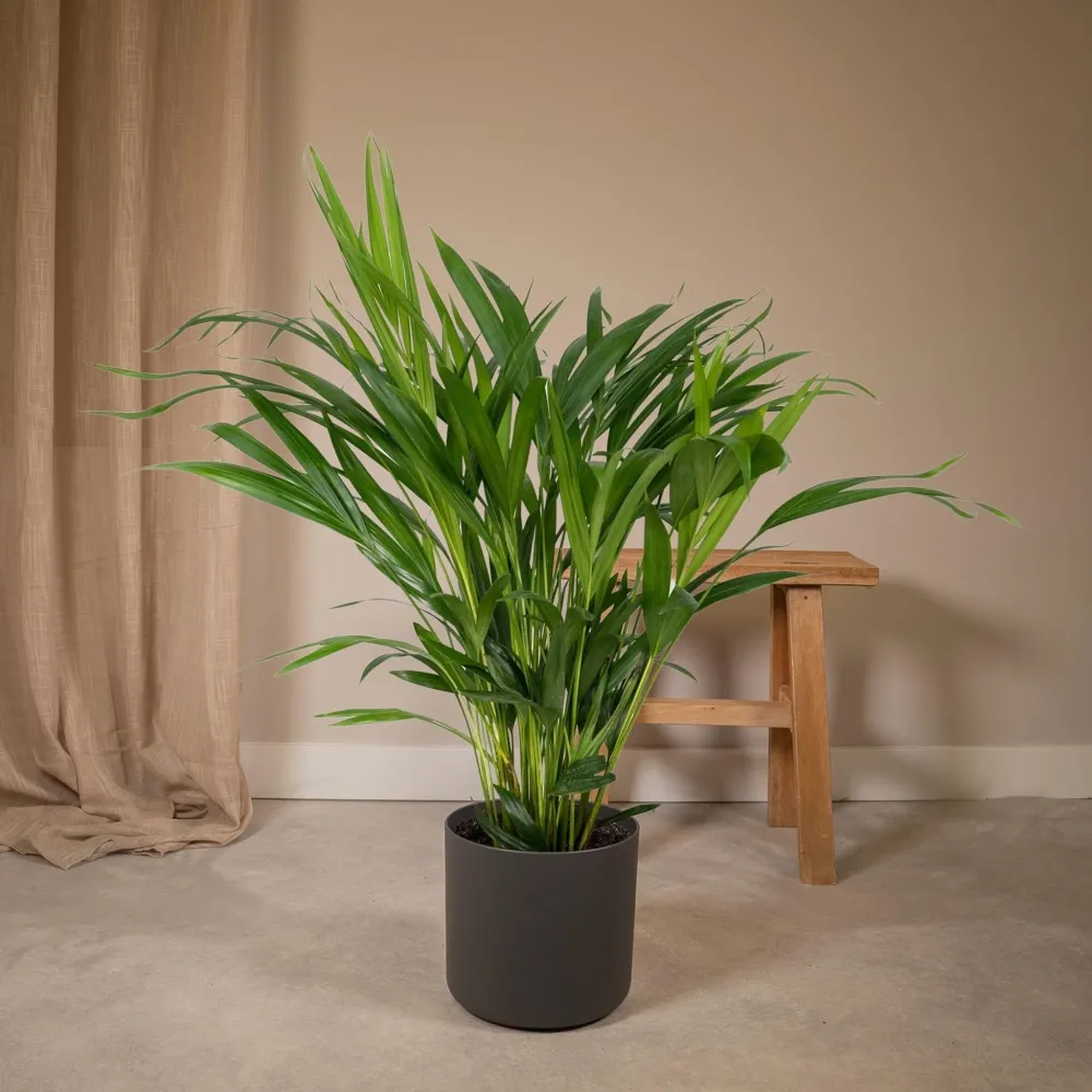 Areca palm