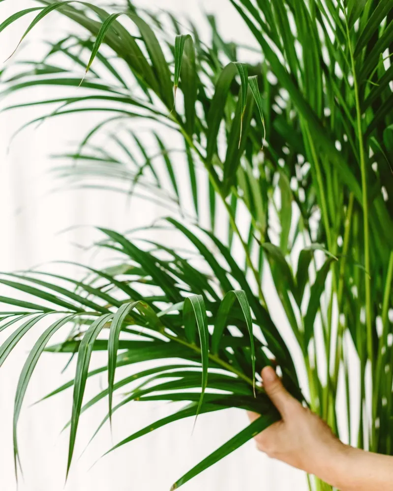 Areca palm