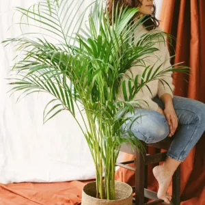 Areca palm