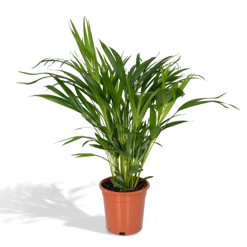 Areca palm