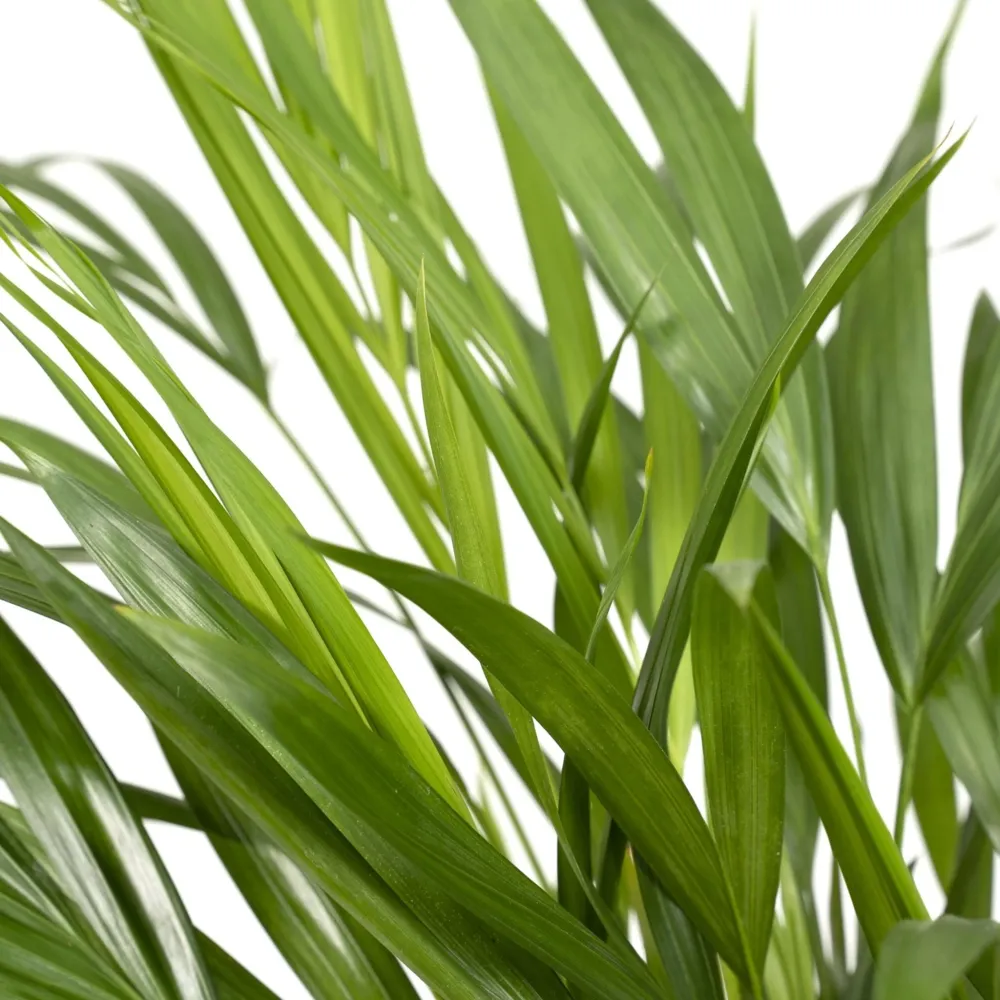 Areca palm