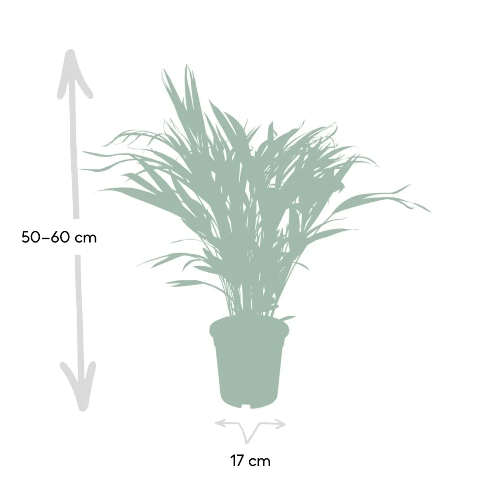 Areca palm