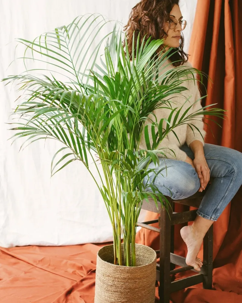 Areca palm