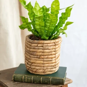Asplenium Crispy Wave