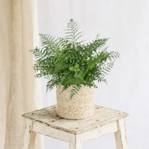 Asplenium Parvati