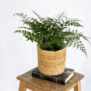 Asplenium Parvati