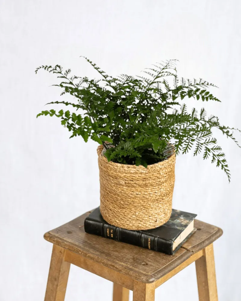 Asplenium Parvati