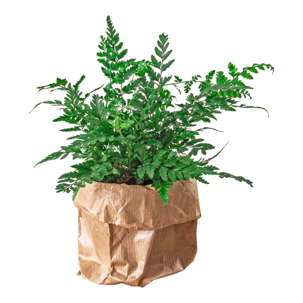 Athyrium spicatum
