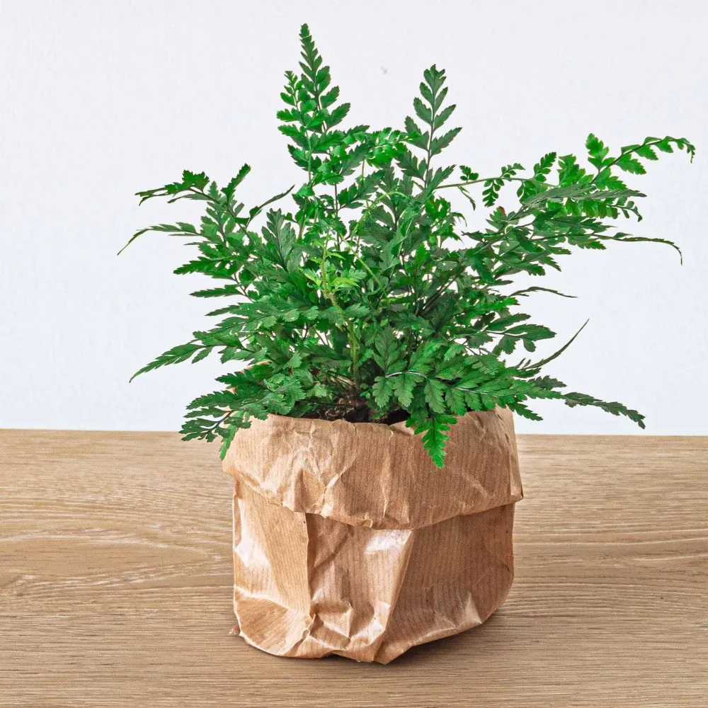 Athyrium spicatum