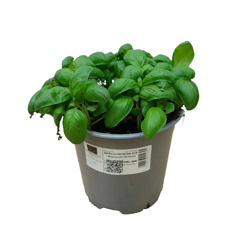 BASILKA BUSH D14 - Basil Ocimum