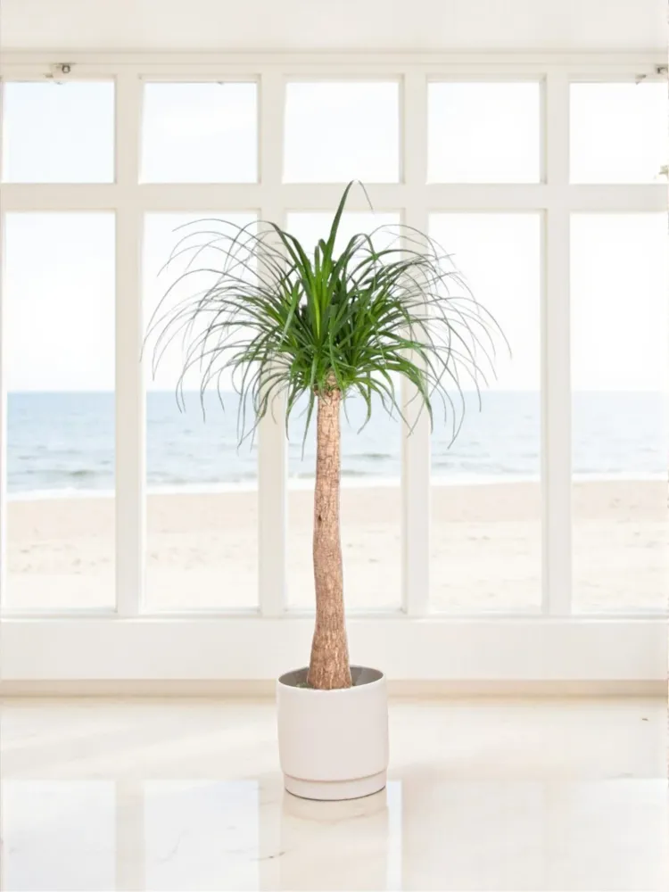 Beaucarnea