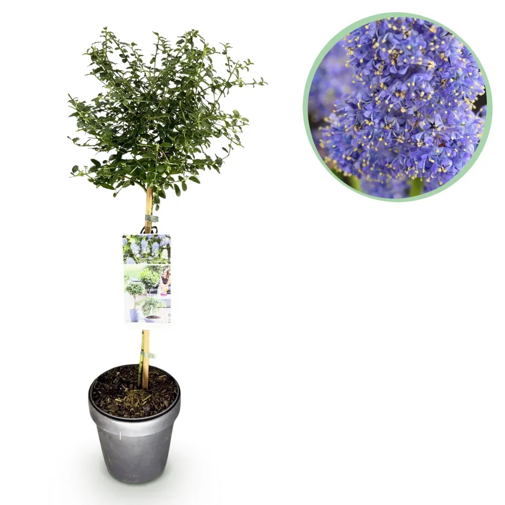 Blåbär (Ceanothus thyrsiflorus) 'Repens'