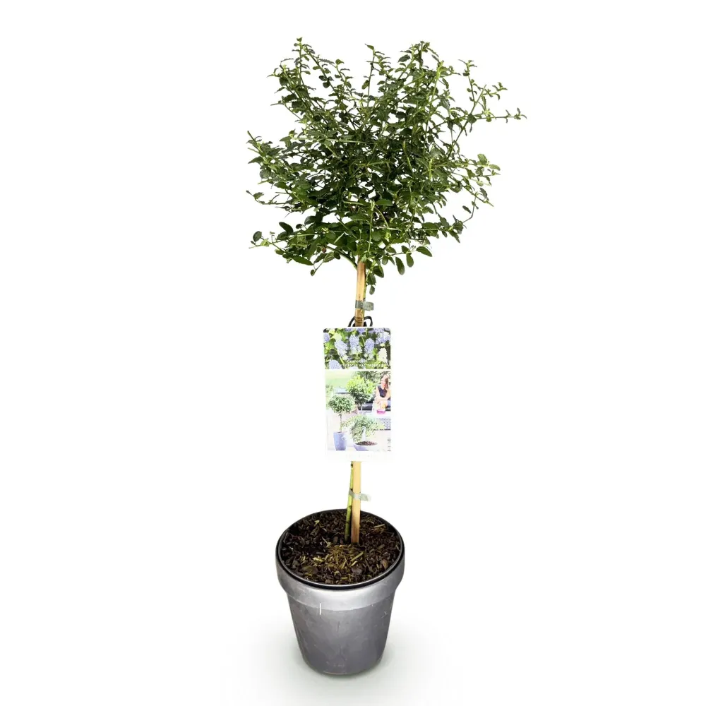 Blåbär (Ceanothus thyrsiflorus) 'Repens'