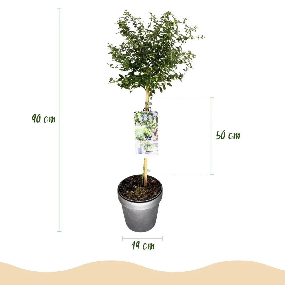 Blåbär (Ceanothus thyrsiflorus) 'Repens'