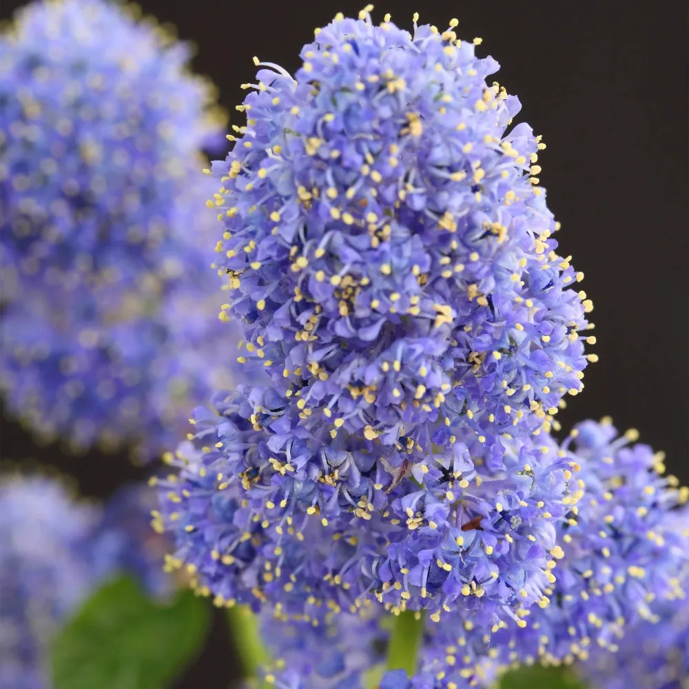 Blåbär (Ceanothus thyrsiflorus) 'Repens'