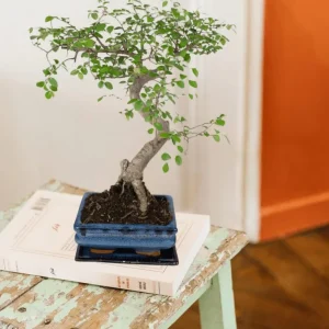 Bonsai