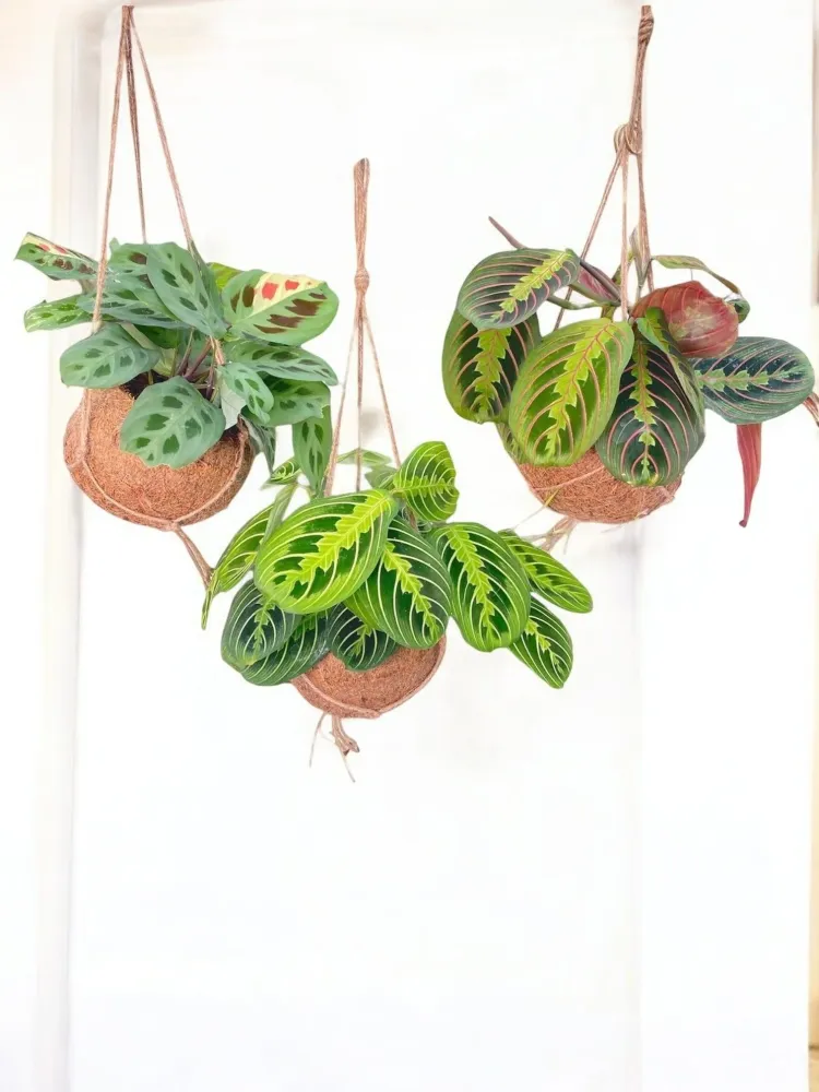 Box - 3 kokodam Maranta