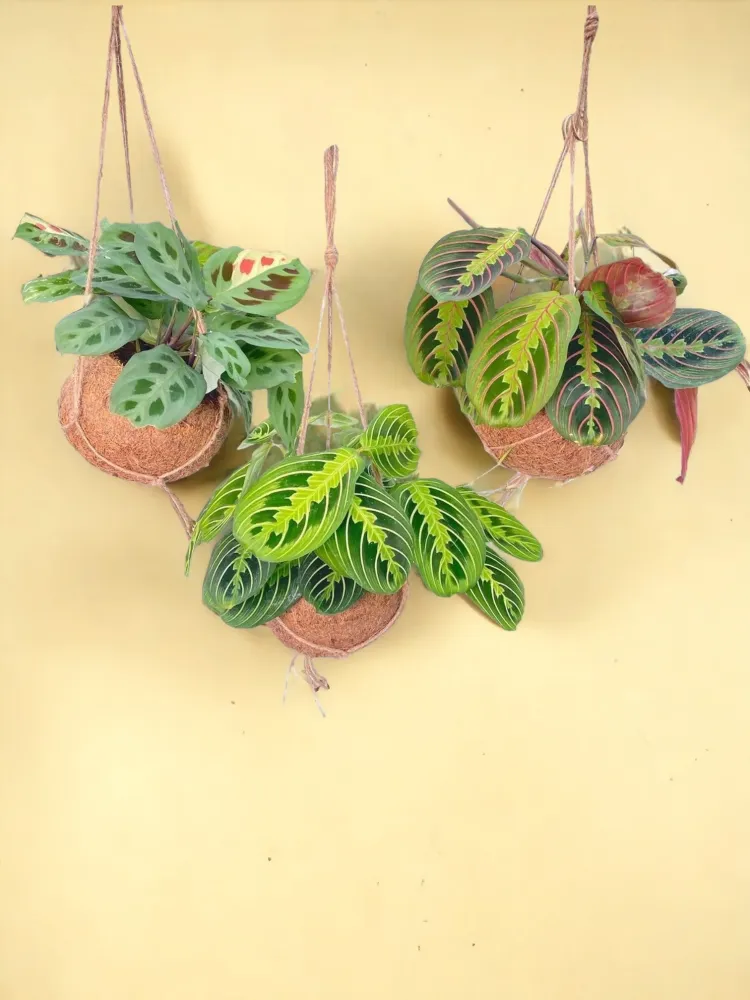 Box - 3 kokodam Maranta