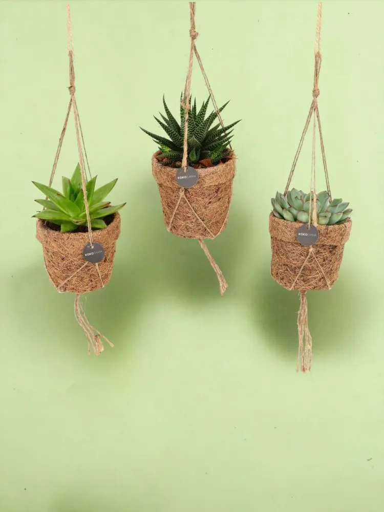 Box - 3 kokodama Suckulent