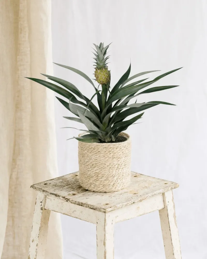 Bromelia ananas