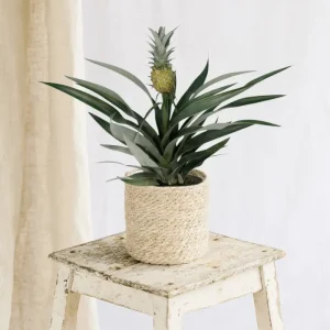Bromelia ananas