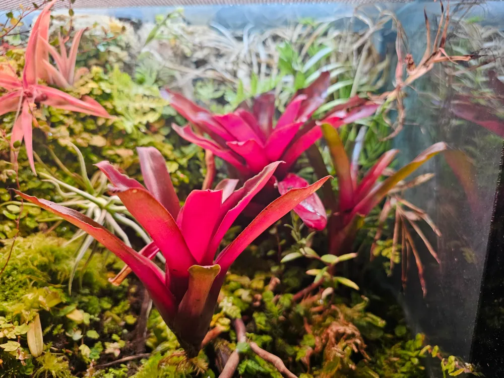 Bromelia (Bromelia sp.)
