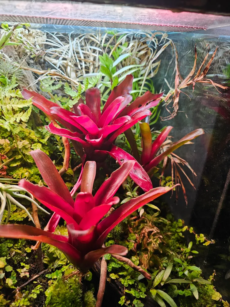 Bromelia (Bromelia sp.)