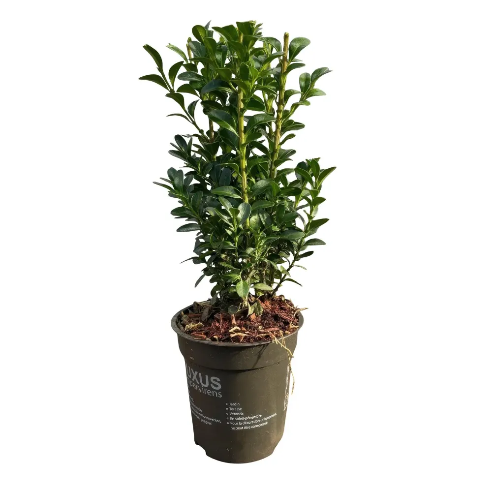 Buxbom (Buxus Sempervirens) 'Buxus Sempervirens'