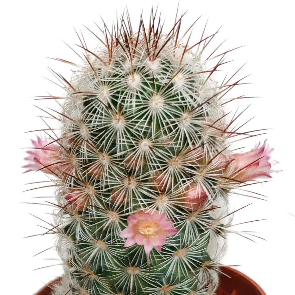 Cactus Flower Mix - Set om 5