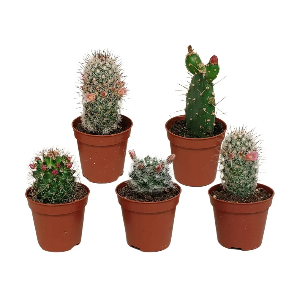 Cactus Flower Mix - Set om 5