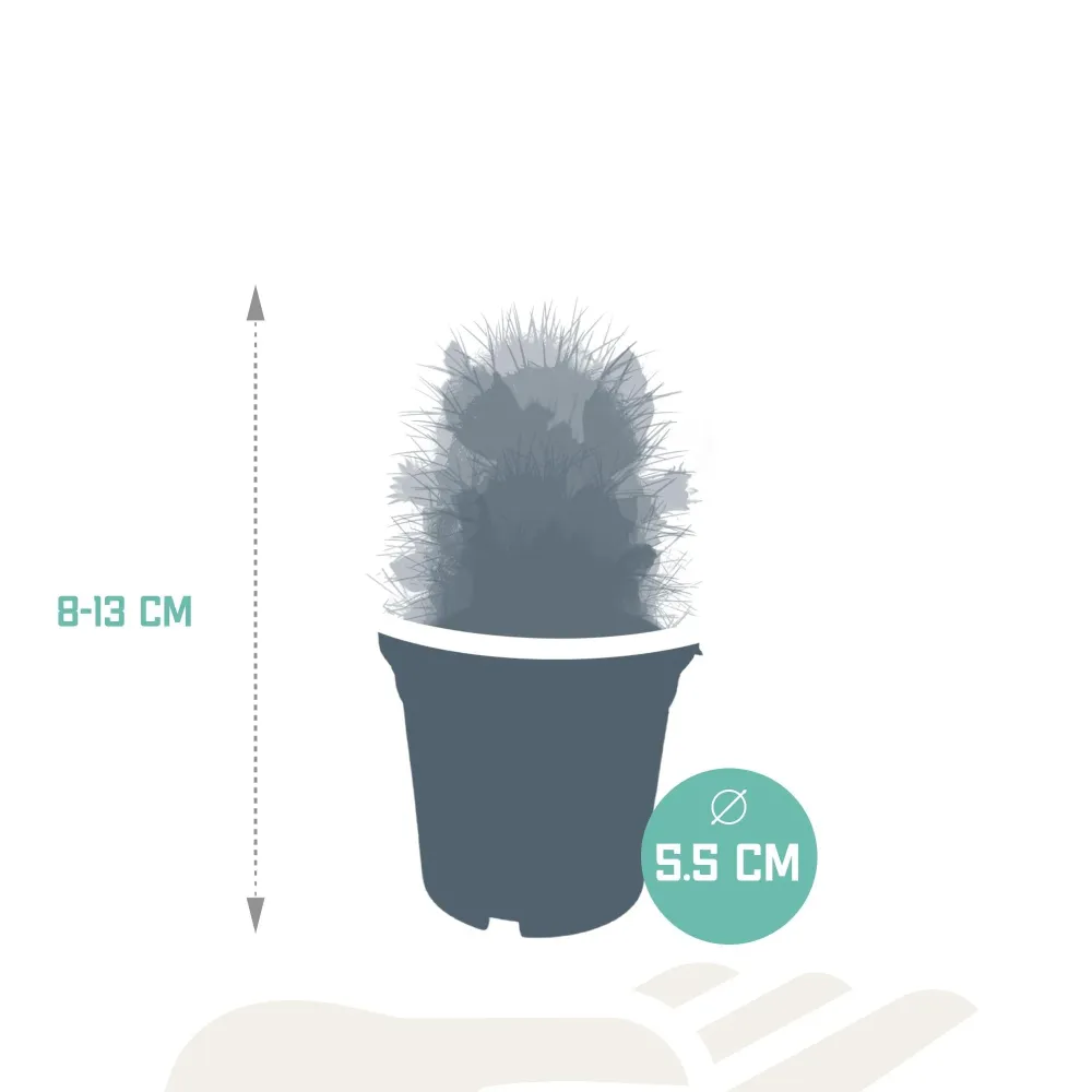 Cactus Flower Mix - Set om 5