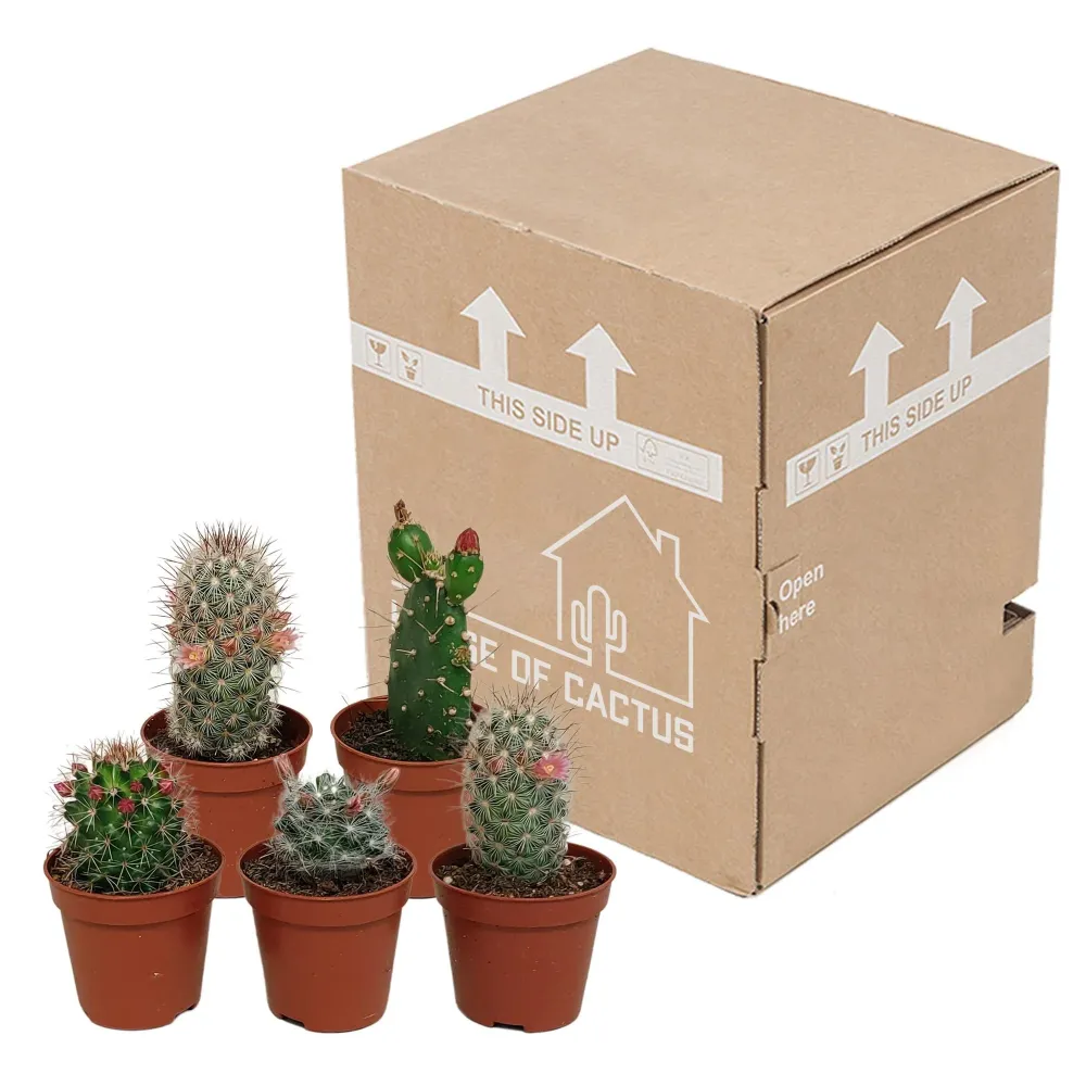 Cactus Flower Mix - Set om 5