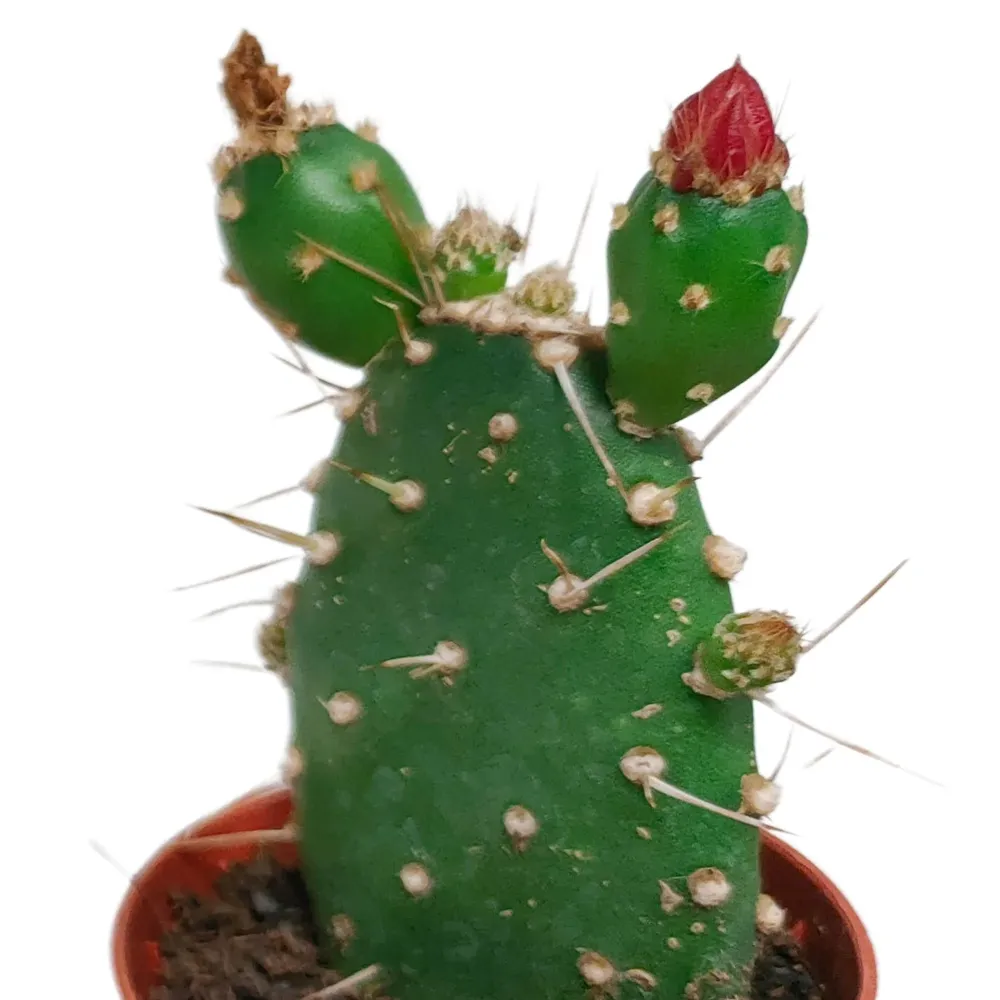 Cactus Flower Mix - Set om 5