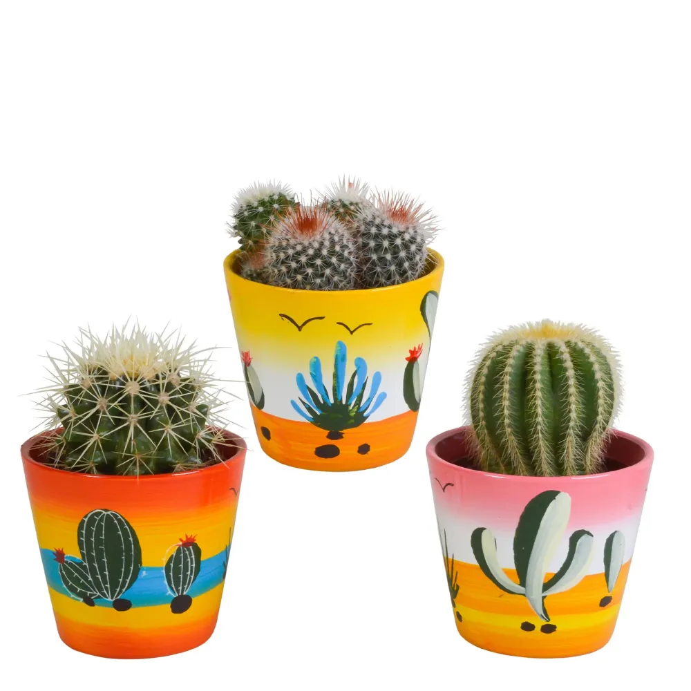 Cactus Trio