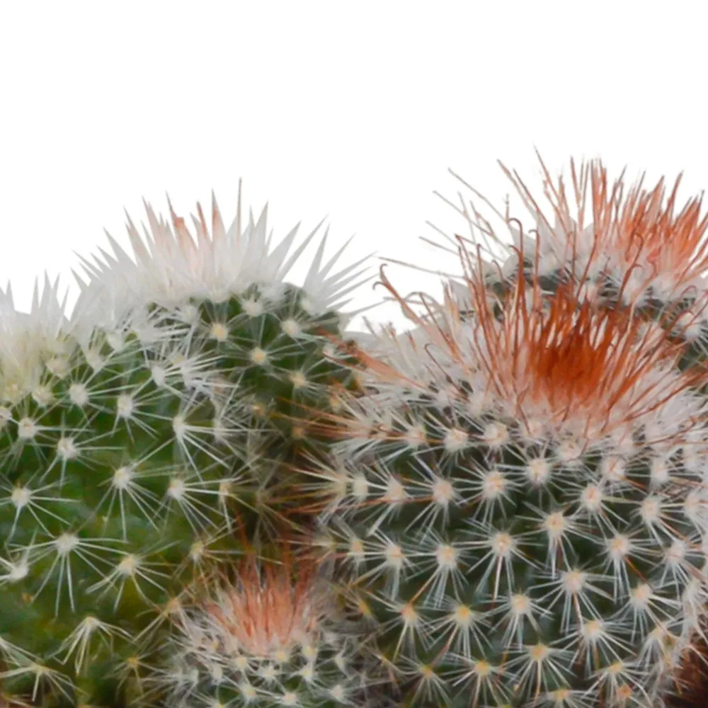 Cactus Trio