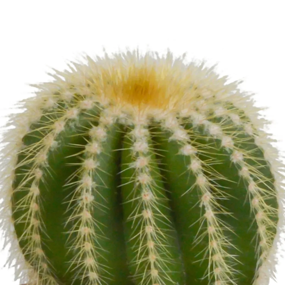 Cactus Trio