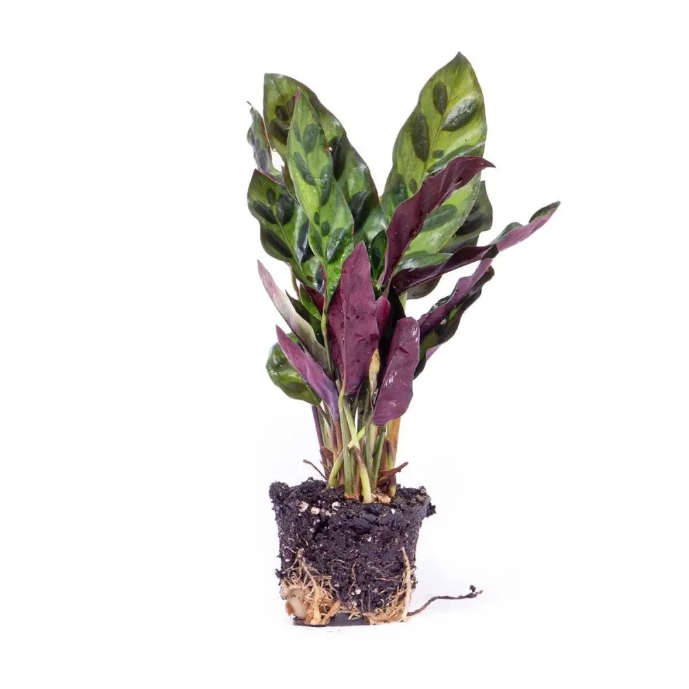 Calathea Lancifolia