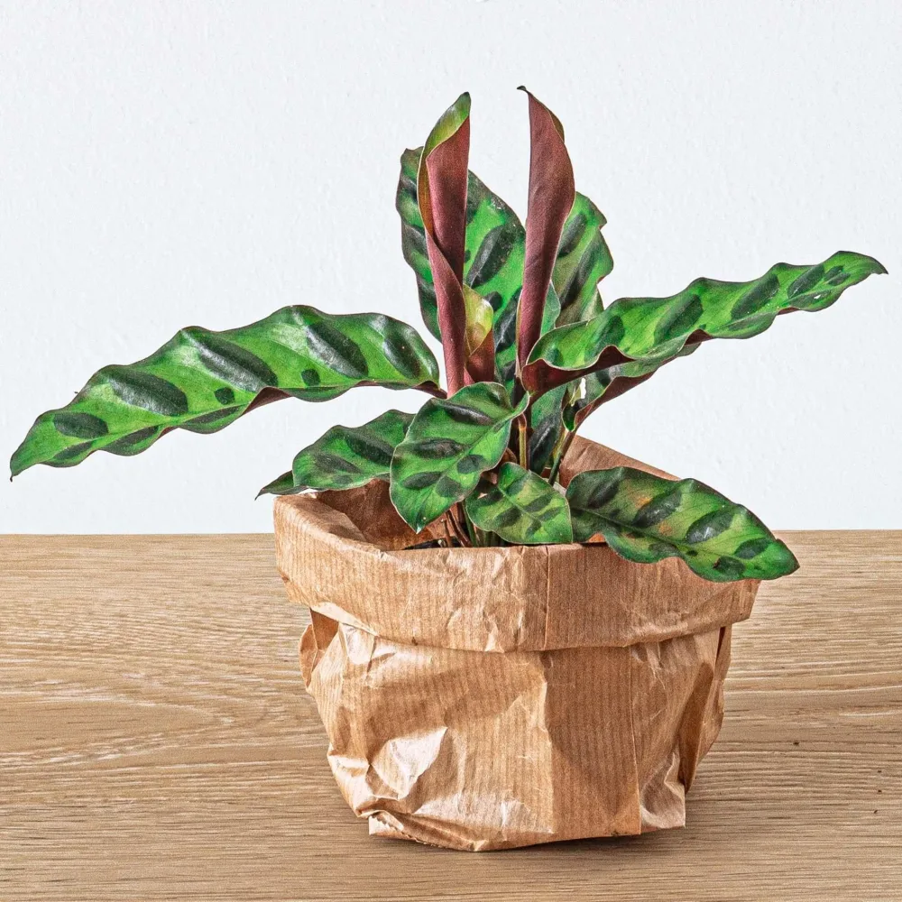 Calathea Lancifolia