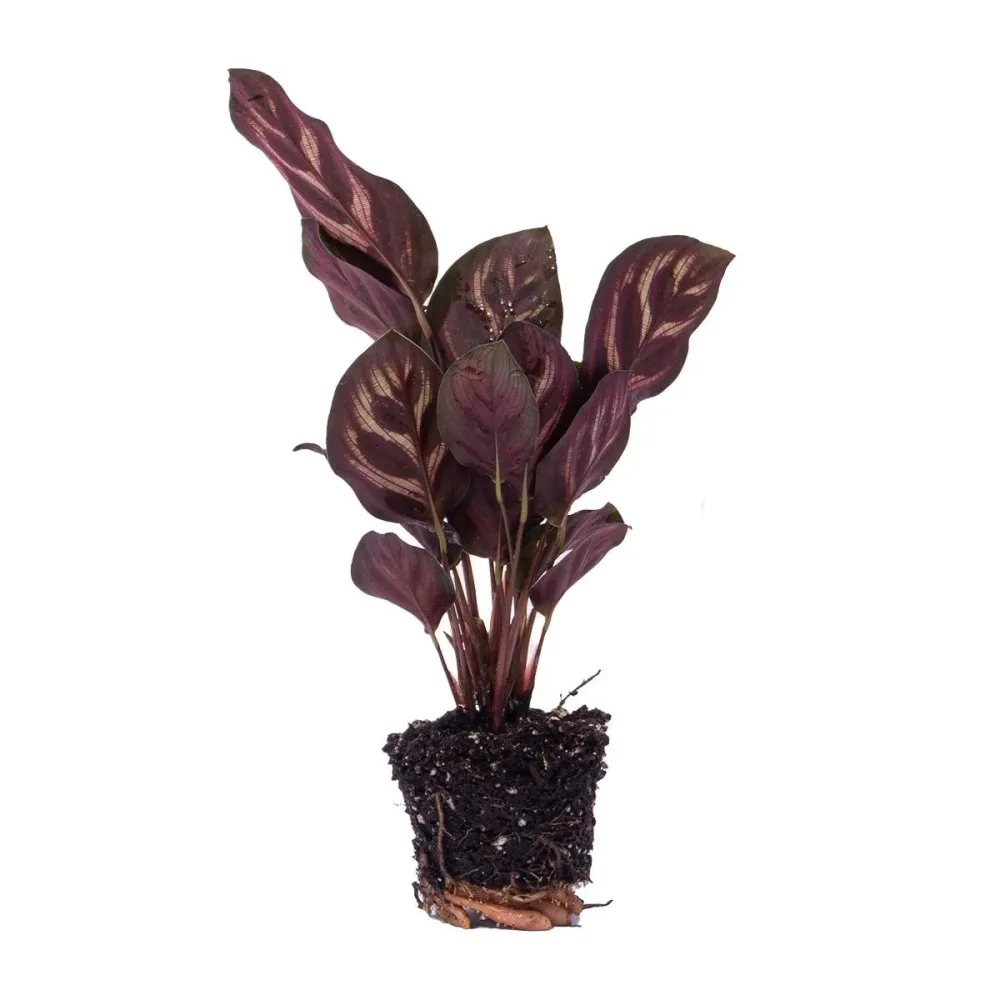 Calathea Makoyana