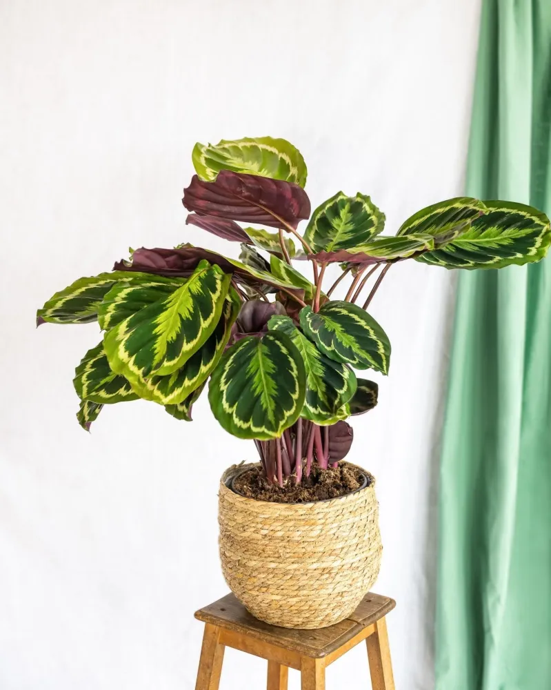 Calathea medaljong