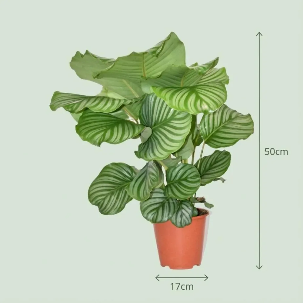 Calathea Orbifolia