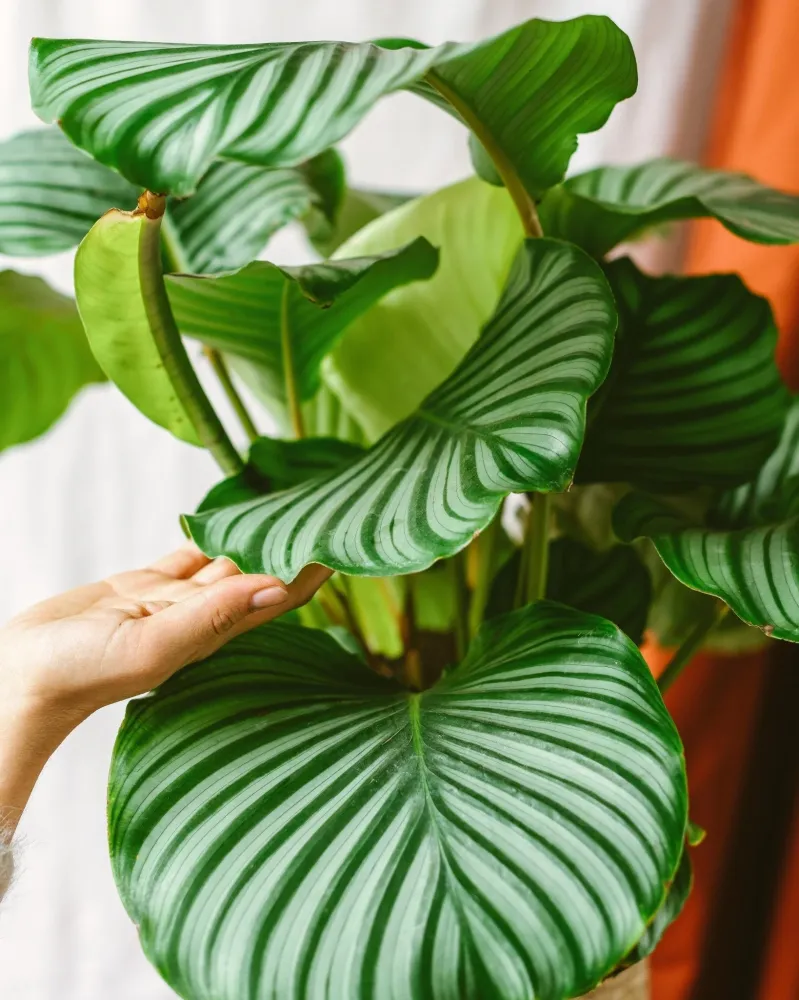 Calathea orbifolia