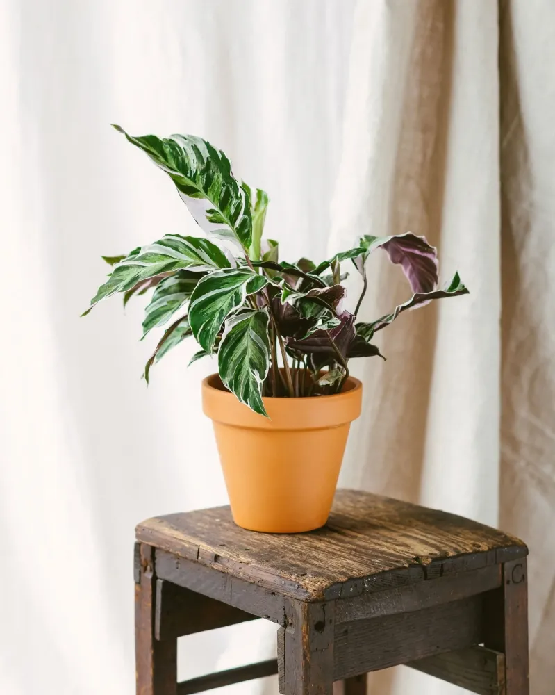 Calathea vit fusion