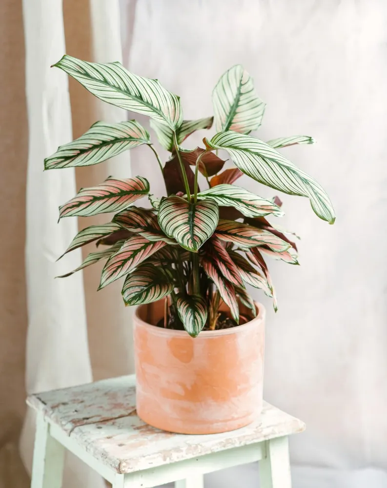 Calathea vit stjärna